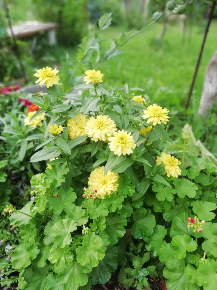 Цинния маргеланская желтая. Июнь 2022.