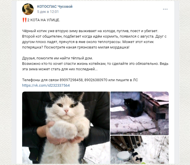 Объявление помогло найти для котиков передержку