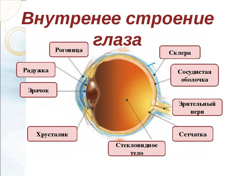 Роговица где расположена. Строение роговицы глаза анатомия. Роговица сетчатка структура глаза. Роговица и склера анатомия. Послойное строение роговицы.