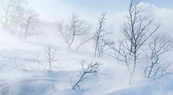 Непогода в зимнем лесу (фото из открытых источников)