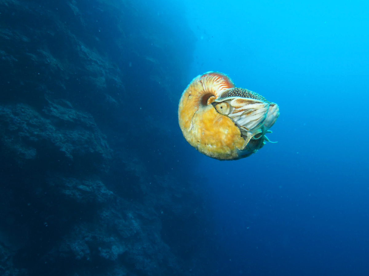 Плавающие моллюски. Allonautilus scrobiculatus. Наутилус моллюск. Наутилус головоногие. Наутилус моллюск в море.