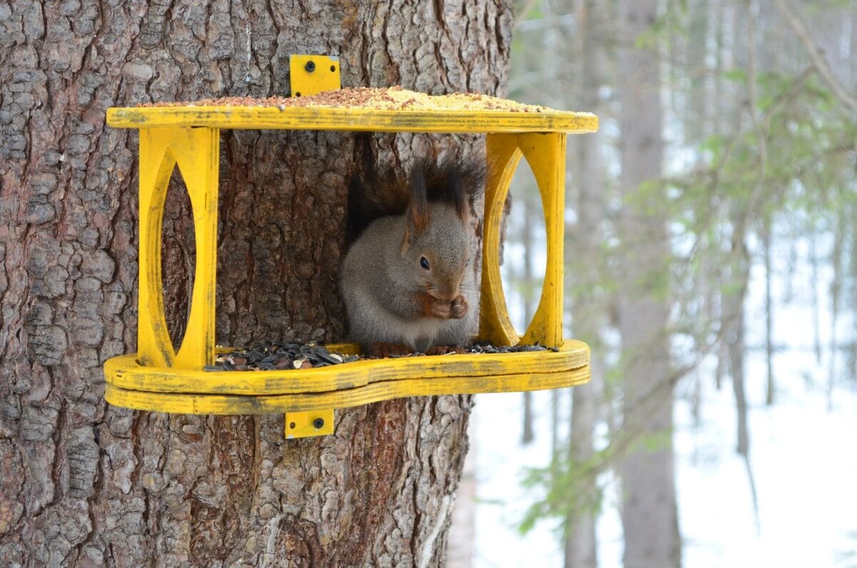 Животных сегодня не фотографировала, как и птиц, так что несколько фотографий с прошлых прогулок разных лет.