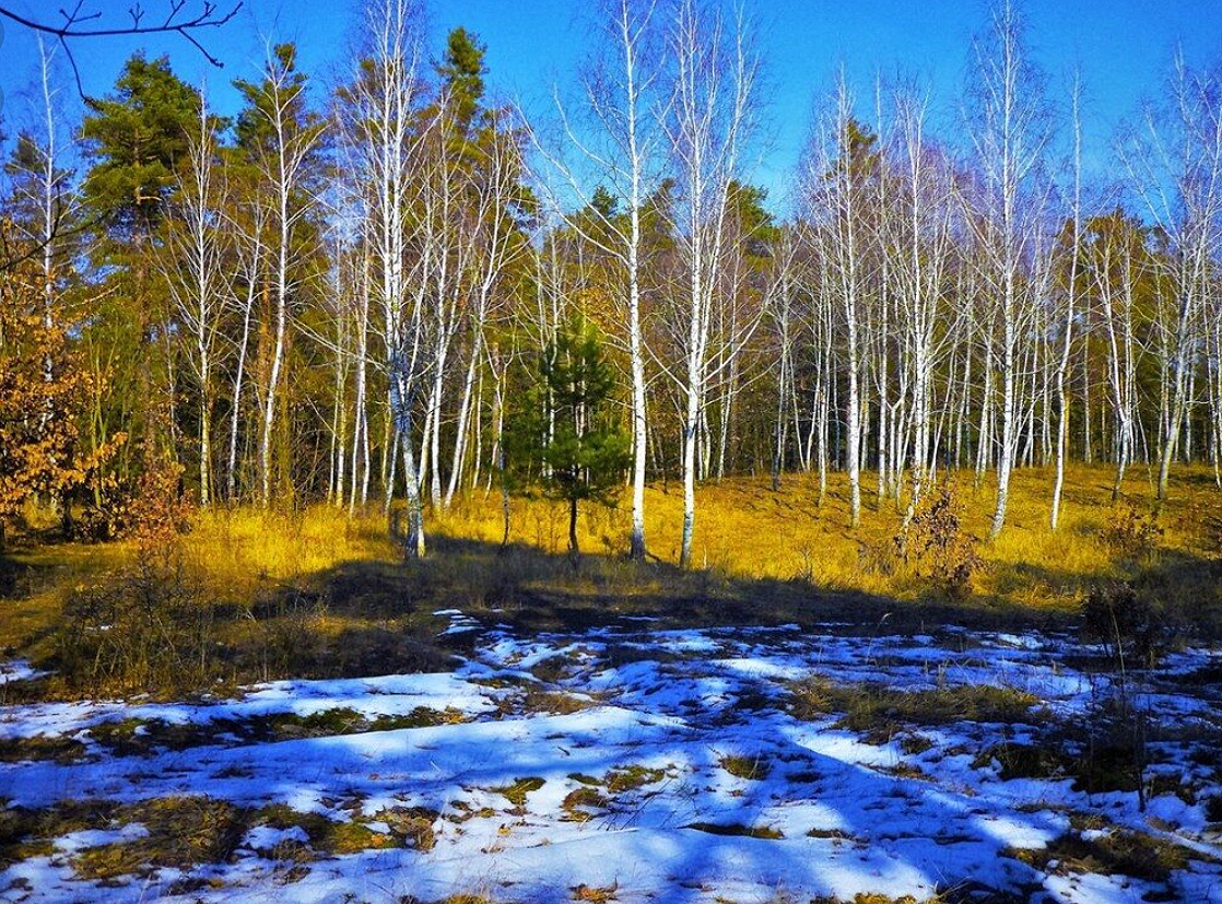 Лес весной. Весна в лесу. Ранняя Весна. Лес ранней весной.