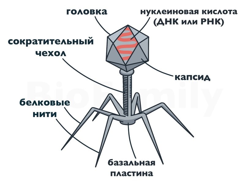 Вирусы – неклеточная форма жизни