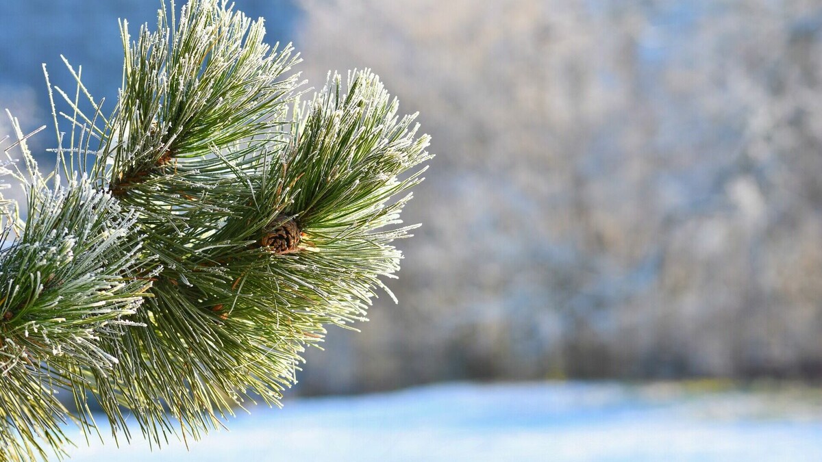     Каждый год накануне новогодних праздников государственные лесные инспекторы края совместно с полицейскими патрулируют тайгу, чтобы пресечь вырубку браконьерами хвойных деревьев.