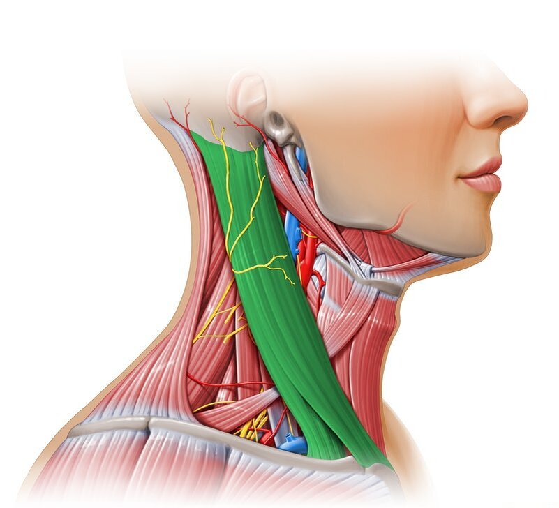 Грудино-ключично-сосцевидная мышца 