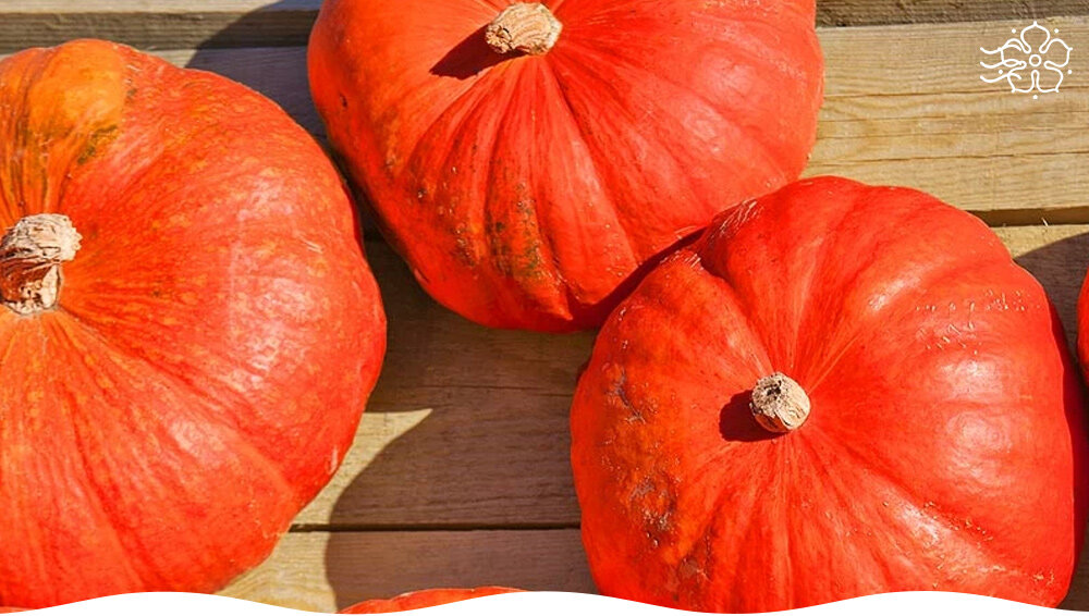 Тыква 7 букв. Тыква 7 букв. Тыква кныш. Тыква 7 букв. Тыква 7 букв.