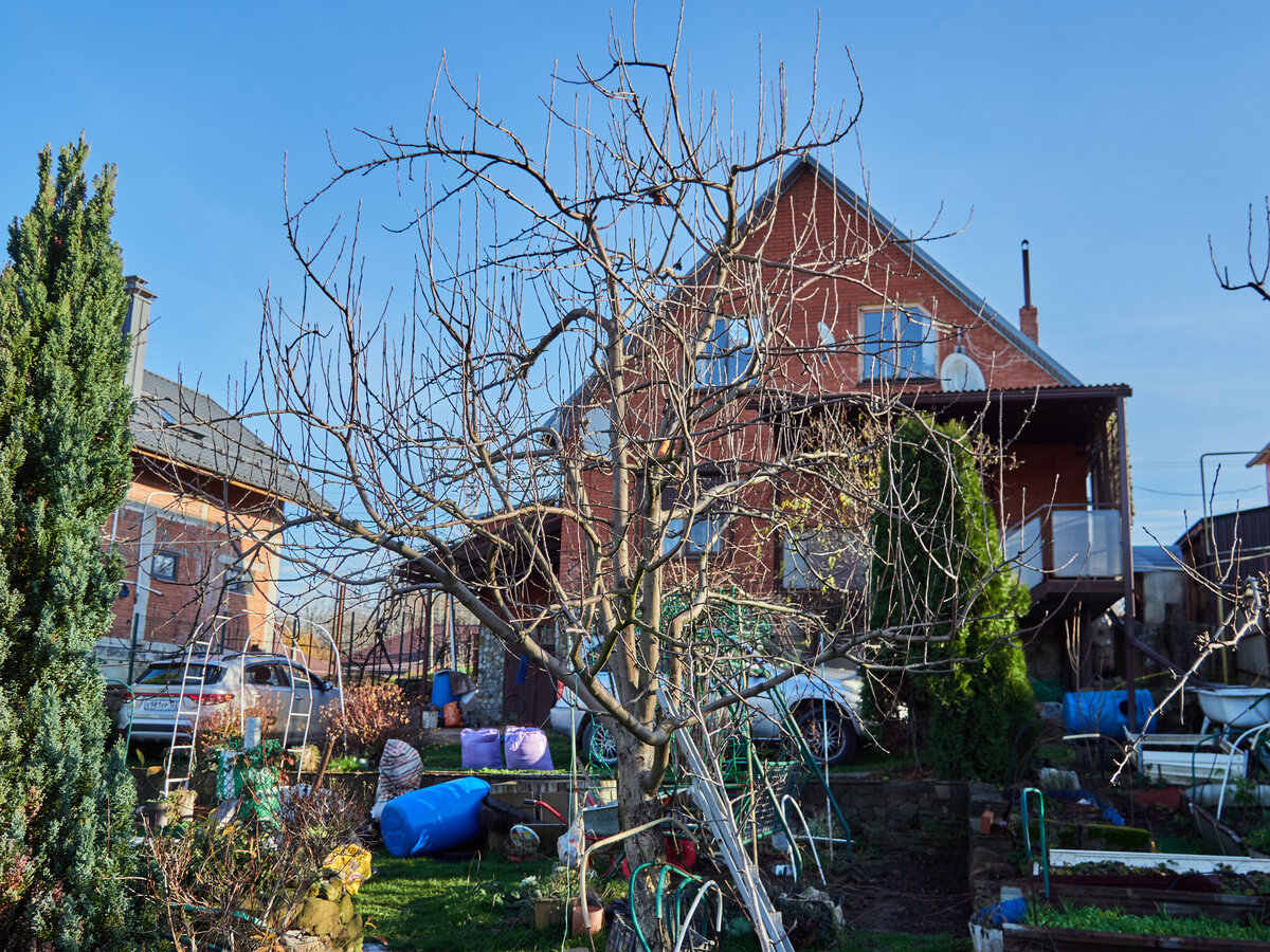 Яблонька соседки ранним утром 18 декабря