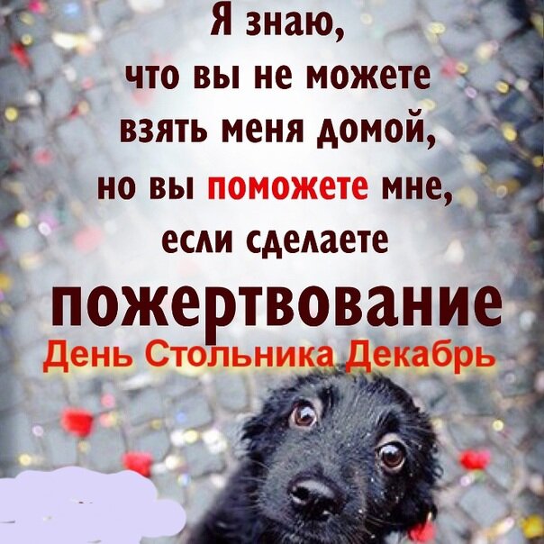 День стольника для животных картинки