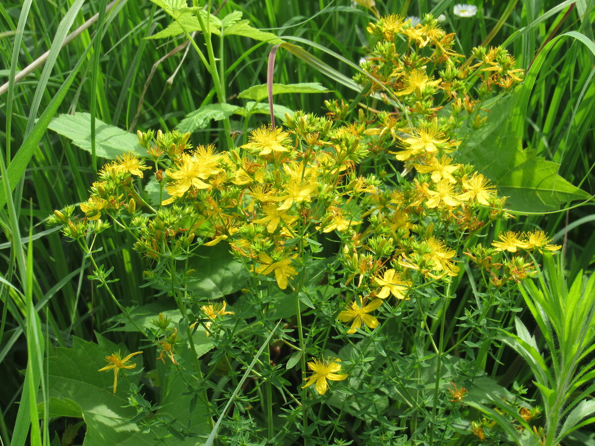 А перед тем, как выезжать в дорогу, животных обязательно окуривали полынью, крапивой, чертополохом.