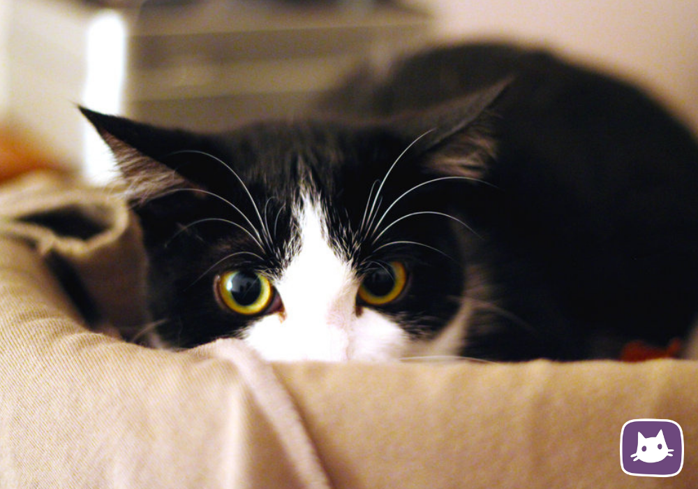 испуганный. кот боится отражения. перепуганная кошка. испуганный кот. испуганный кот.