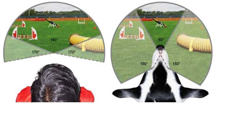 Как видимые как видят собаки. Поле зрения собаки. Панорамное зрение у животных. Поле зрения человека и животных. Угол зрения разных животных.