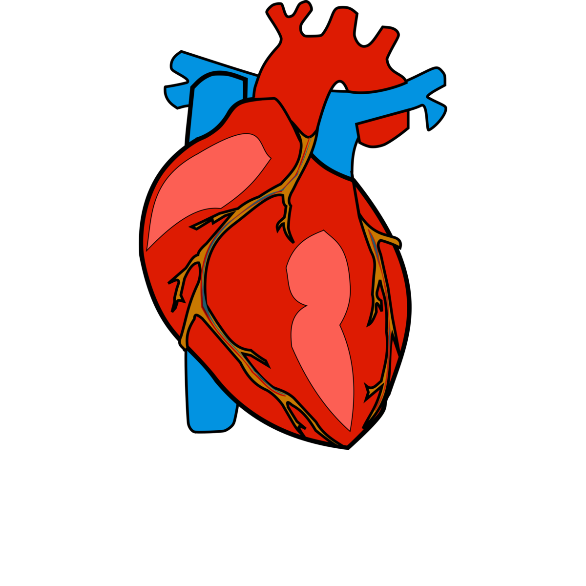Орган сердце человека рисунок. Сердце человека вектор. Человеческое сердце на прозрачном фоне.