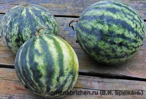 
Фото: Сорт арбуза Cream Of Saskat