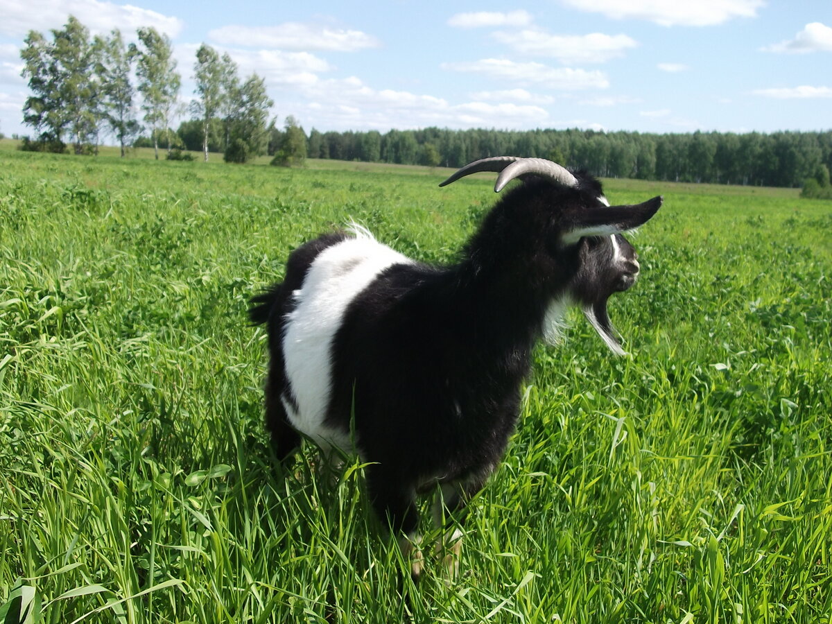 Эту козу взрослой подарили нам "на переезд". Фото из личного архива.