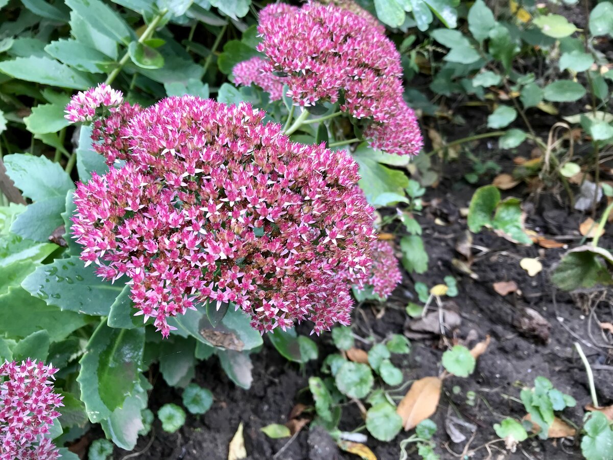 Очиток Видный (Sedum spectabile)