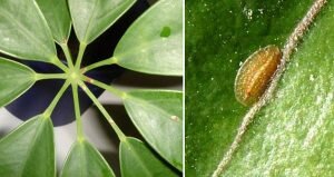 Как отмечалось выше, со щитовкой на комнатных культурах воевать придется довольно долго, если опасность не была своевременно замечена. Однако когда подозрительные признаки вы увидели сразу, то помогут и простые меры.