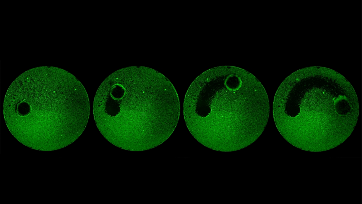 Микроскопические роботы для чистки зубов 