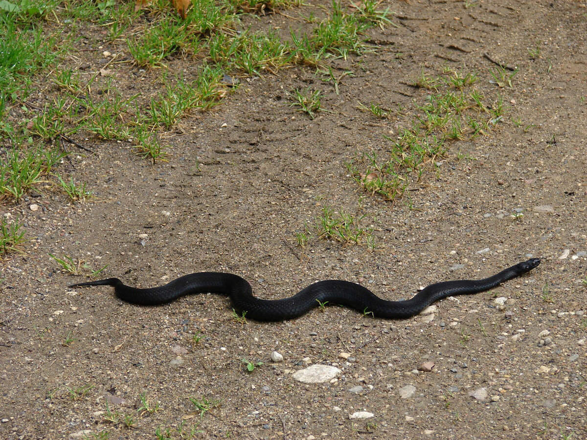 Какие змеи черные. Чёрная гадюка змея. Гадюка Никольского (Vipera nikolskii). Змея гадюка маленькая черная. Черная Болотная гадюка.