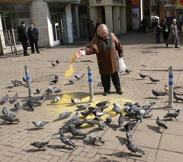 бабушка кормит голубей пшеном