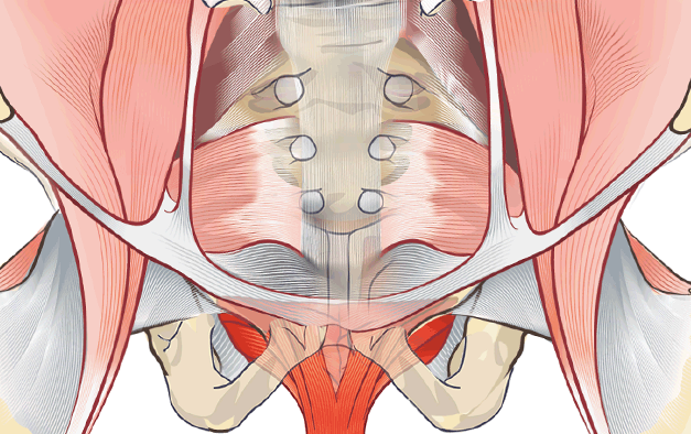 Мышцы тазового дна у женщин фото