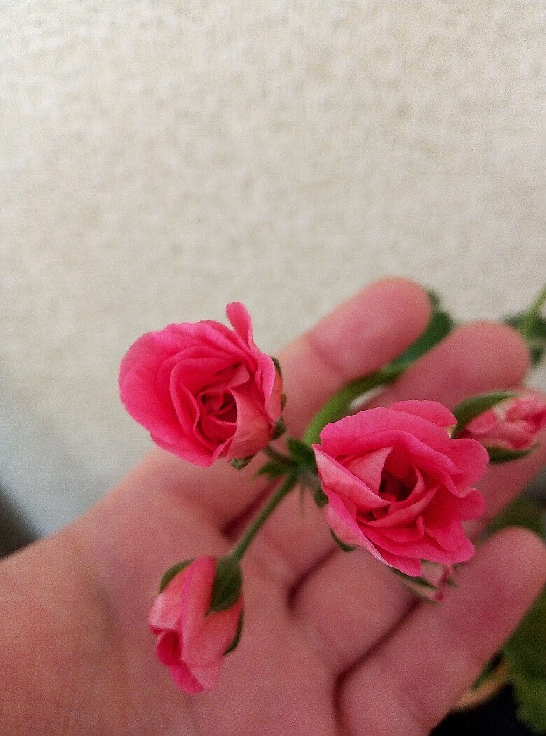 Вот она, моя красавица. В роспуске она напоминает мне нежный любимый мной шиповник