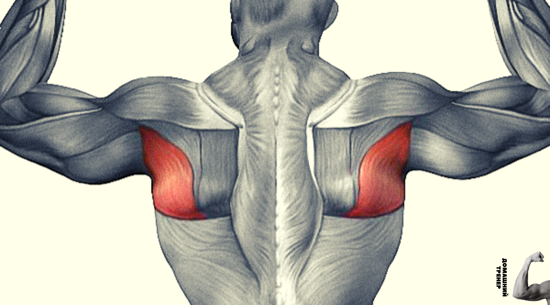 Выделена большая круглая мышца.