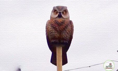 То самое чучело совы. Ну если не испугает, то будет украшением!