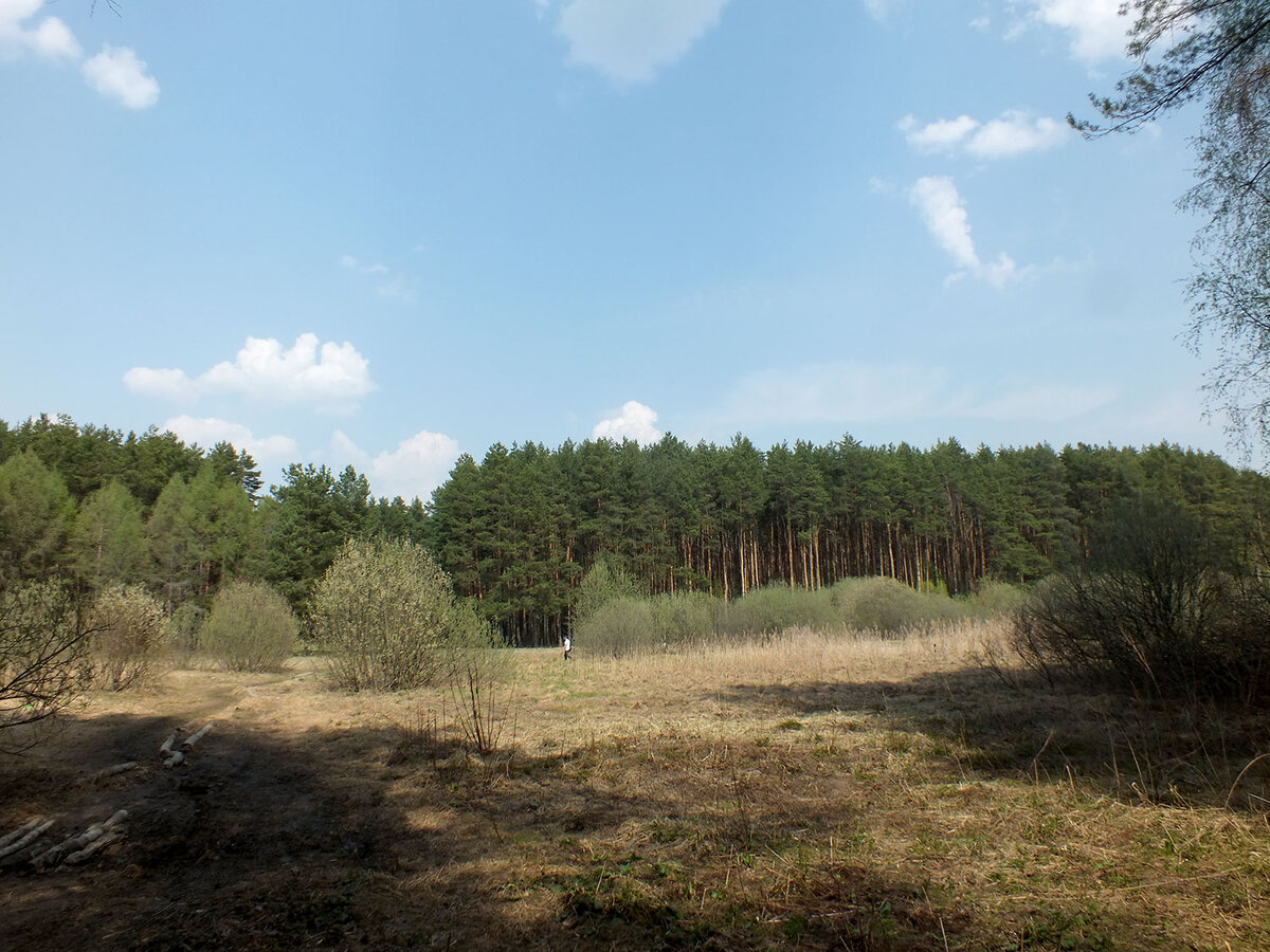 Речь идёт о Ульяновском лесопарке в окрестностях района Ново-Переделкино.