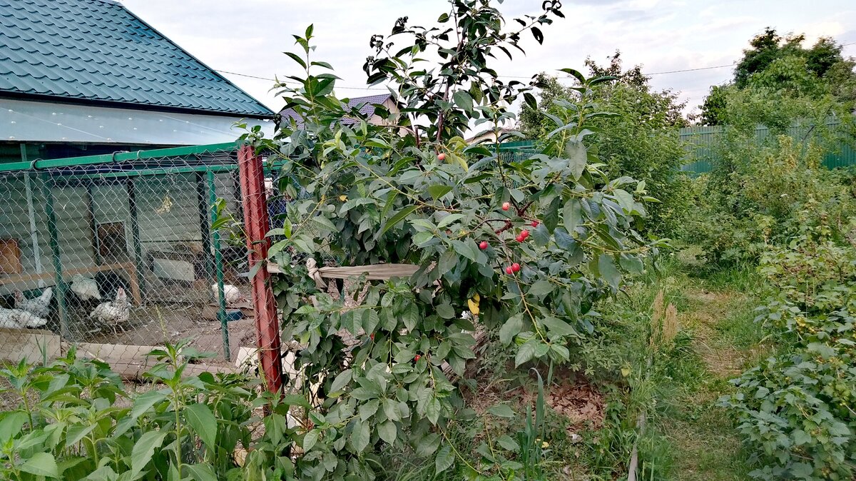 Ивановна пострадала в этом году от монилиального ожога.