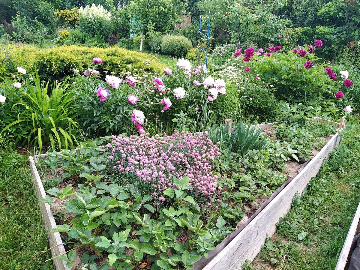 Рядом с грядками полоса из пионов, розы и гелениума