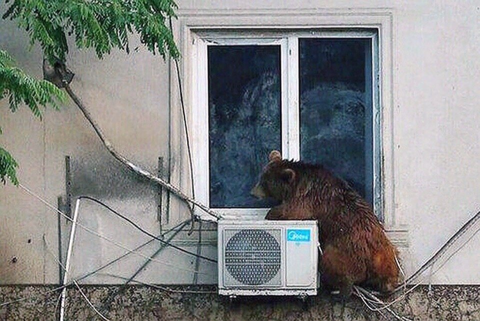 ТОП 5, побег из зоопарка, побег животных, медведь, наводнение Тбилиси