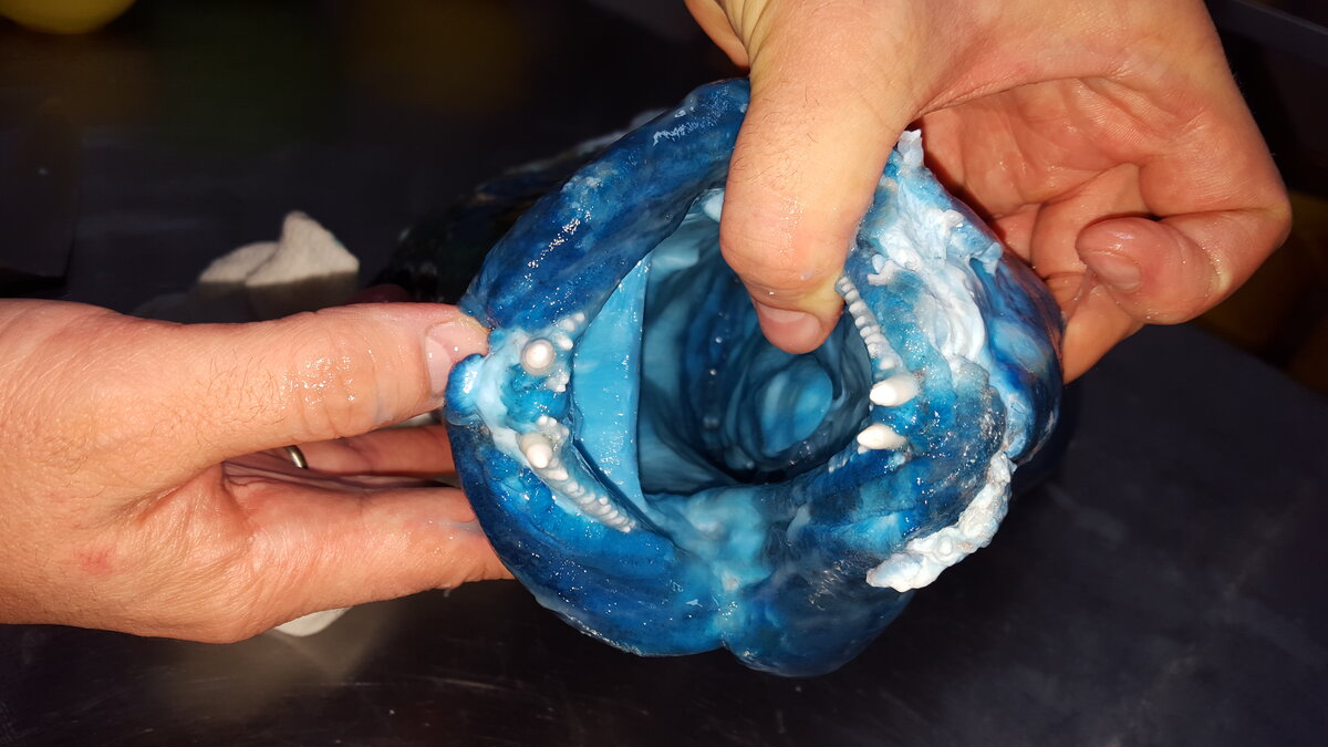 Это зубы во рту подростка рыбы наполеона длиной 50 см, которая была растерзана акулами в океанариуме. Представьте, какого размера зубы у взрослой двух метровой рыбы наполеона!