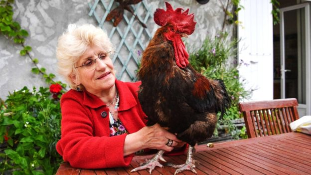 Петух с хозяйкой