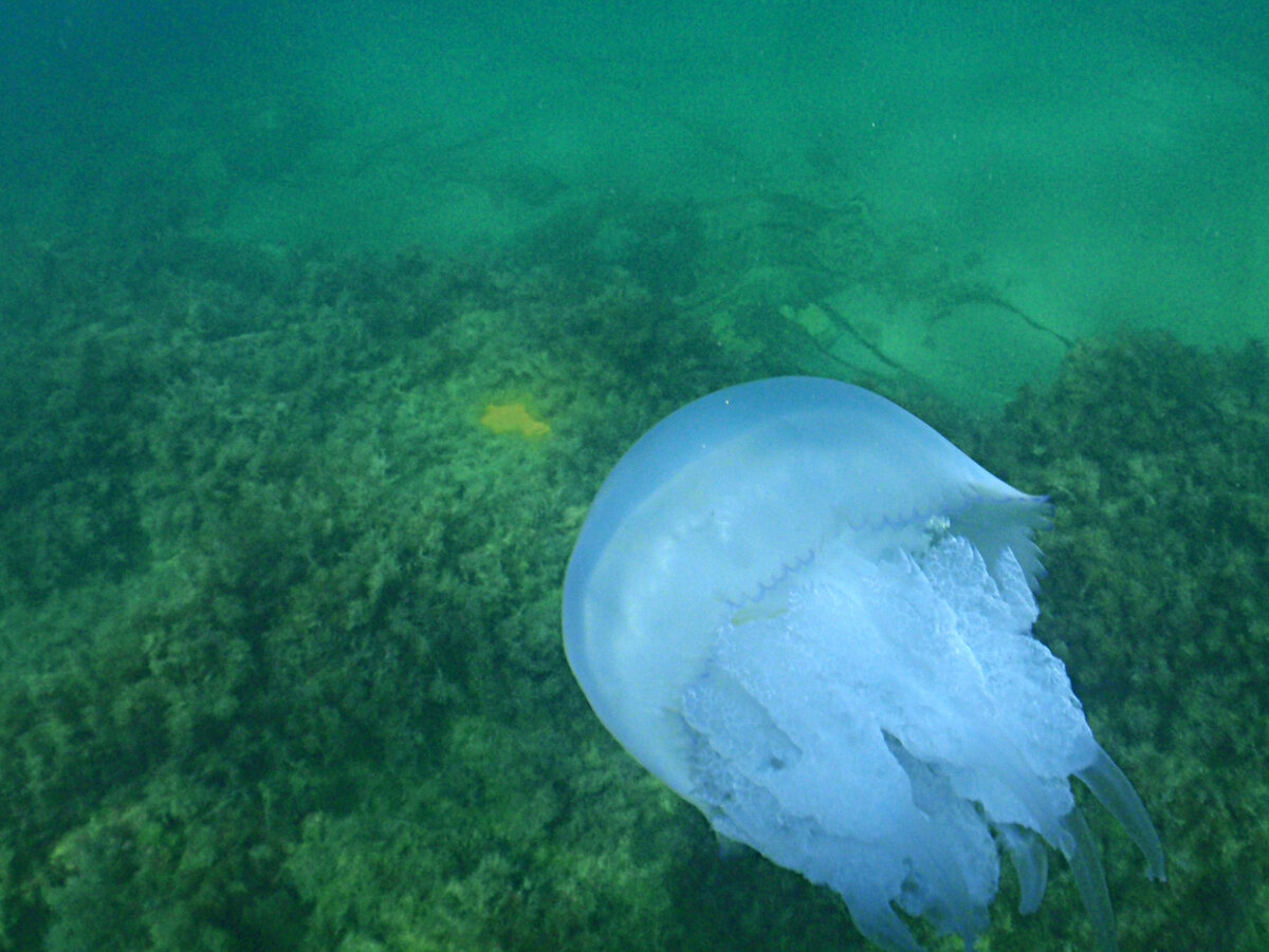 медузы черного моря опасны или нет