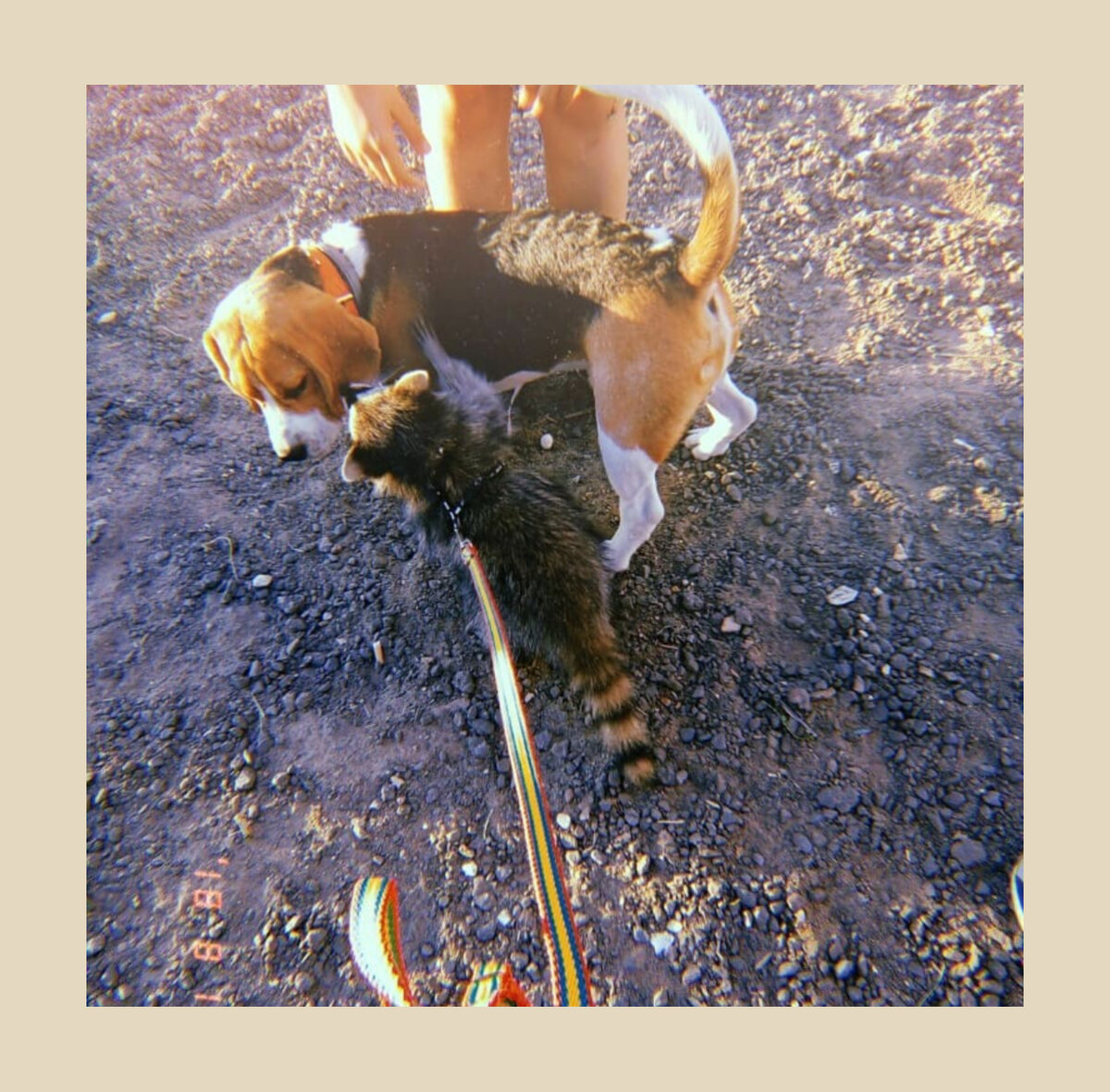 Встреча через два месяца старых приятелей!