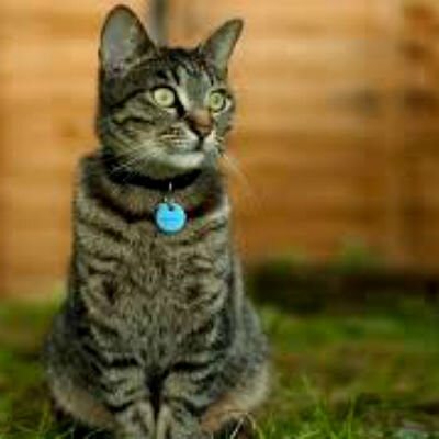 Повышенная жажда