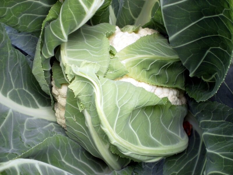 Вот такая цветнаякапуста мамина, под листом выросшая:)