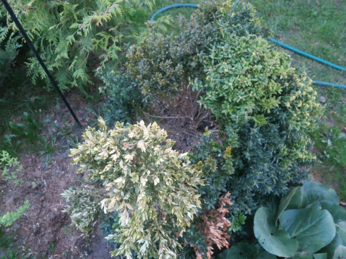 Самшит замерз. Самшит гирканский. Мульчирование самшита. Самшит блауэр хайнц. Кислотность почвы для самшита.