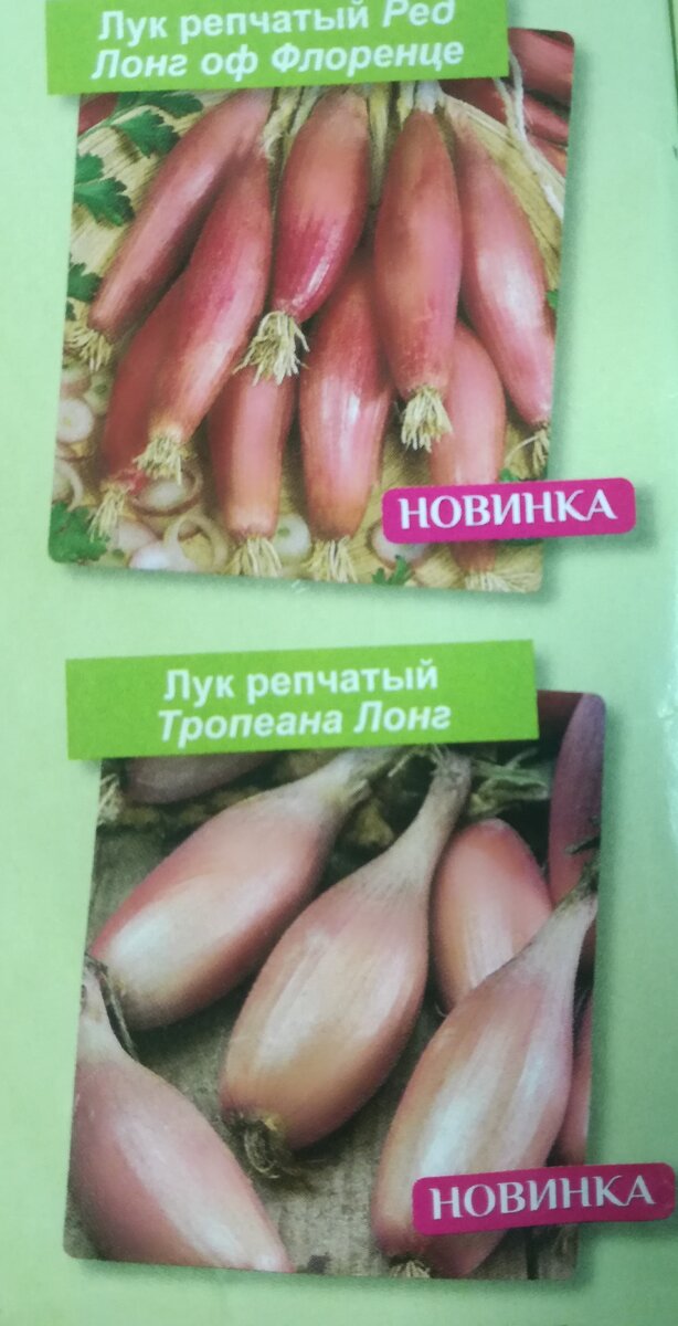 Оба сорта окрашены в красные тона, оба имеют вытянутую репку. Посмотрите, что из этого у меня выросло.