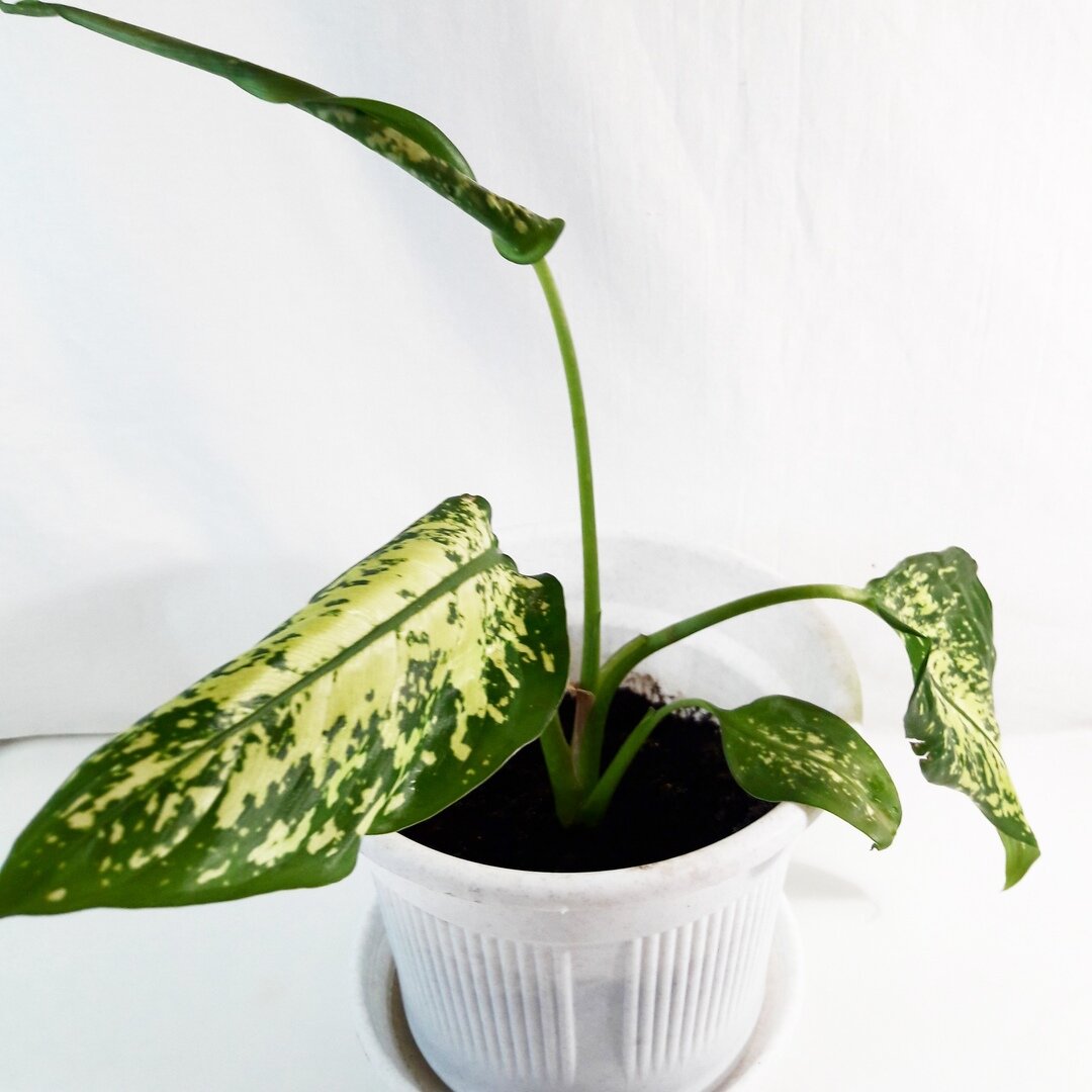 Диффенбахия 