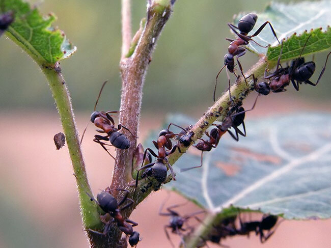 Яндекс картинки.