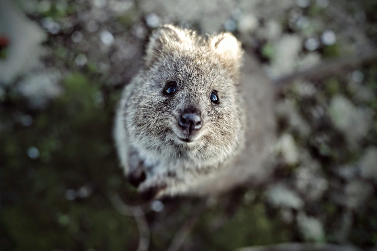 Дундук животное. Австралийская Quokka. Животные Австралии Квокка. Квокка эндемики Австралии. Австралийский зверек Квокка.