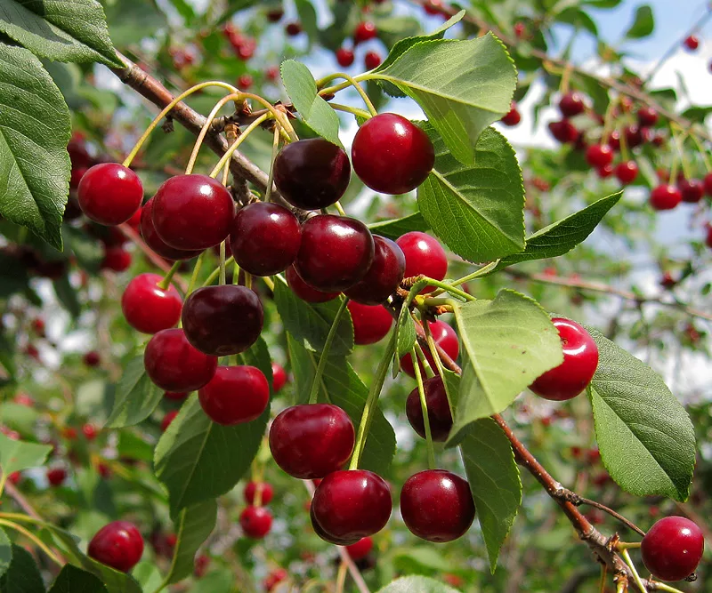 яблоневый сад. яблоня телеймон. 97 л. сорт слива медовая сорт ренклод. зеленые яблоки на дереве фото.