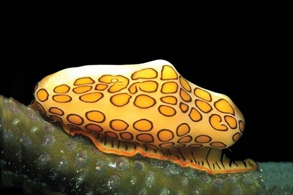 Язык фламинго 