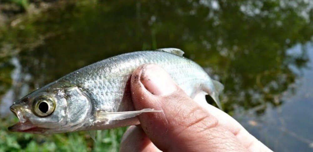 Уклейка она же верхоплавка