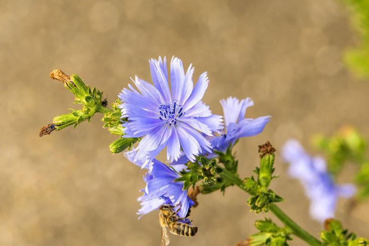 фото взято из источника: https://med.vesti.ru/articles/pitanie-i-zozh/tsikorij-rastvorimyj-poleznye-svojstva-i-protivopokazaniya/