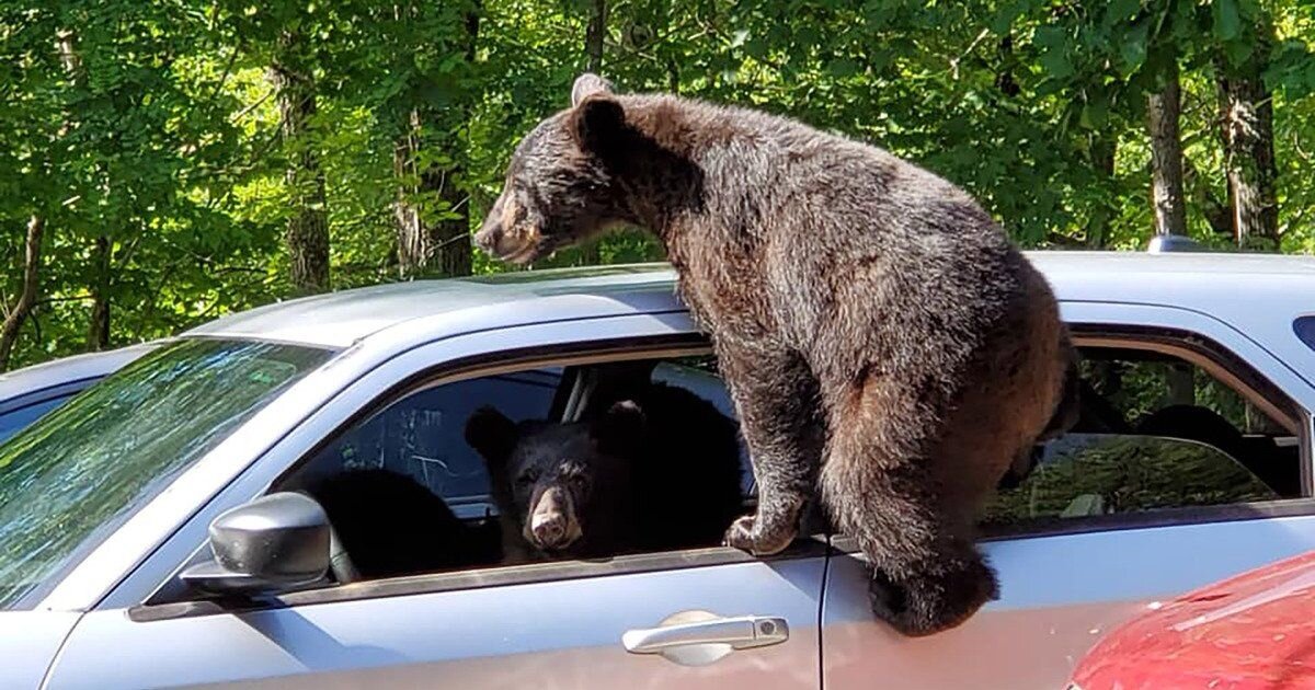 Медведь залазит в машину