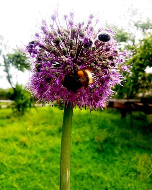 Соцветия у Рокамболя крупные и яркие, привлекают насекомых, даже шмель прилетел 