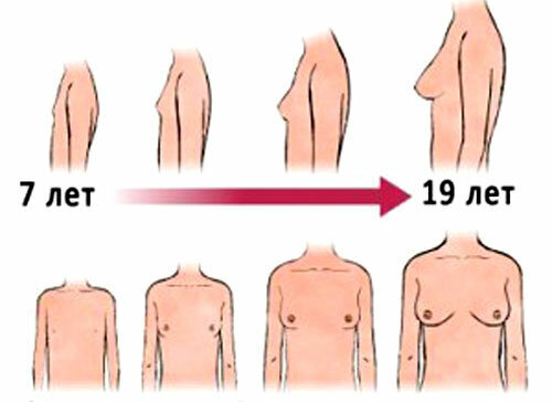 Женская грудь, изменение во время беременности и после родов - ЛДЦ 